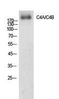 C4a/b Polyclonal Antibody