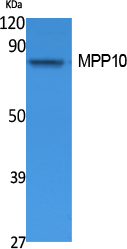 MPP10 Polyclonal Antibody