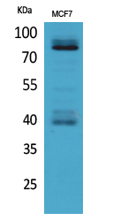 IL-1RI Polyclonal Antibody