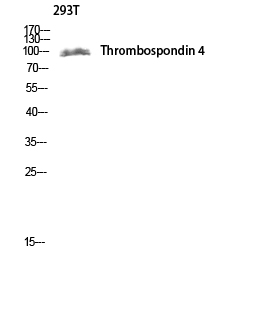 Thrombospondin 4 Polyclonal Antibody