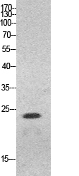 HMG-1 Polyclonal Antibody