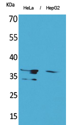 Annexin II Polyclonal Antibody