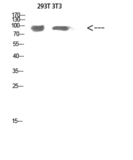 Atg9a Polyclonal Antibody