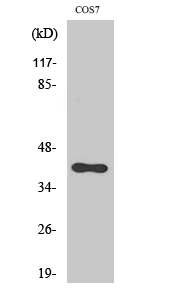 SR-1F Polyclonal Antibody