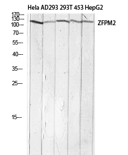 FOG-2 Polyclonal Antibody