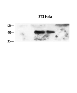 α-SMA Polyclonal Antibody