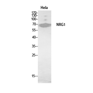 Neuregulin-1 Polyclonal Antibody