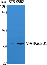 V-ATPase D1 Polyclonal Antibody