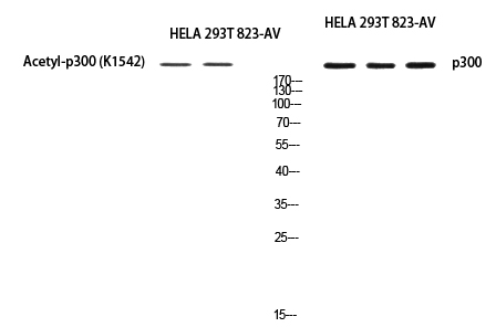 p300 Polyclonal Antibody