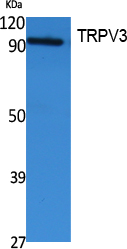 TRPV3 Polyclonal Antibody