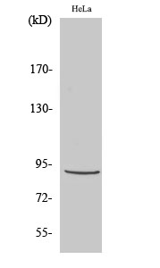 Stat5 Polyclonal Antibody