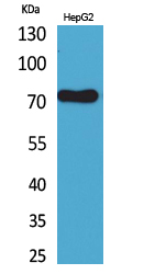 CD229 Polyclonal Antibody