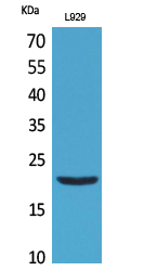 IL-29 Polyclonal Antibody