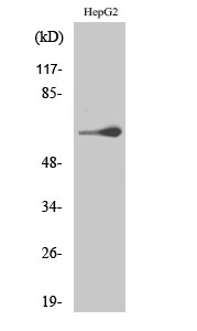 TESK2 Polyclonal Antibody