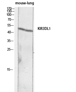 CD158e Polyclonal Antibody