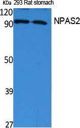 NPAS2 Polyclonal Antibody