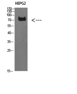 TRIF Polyclonal Antibody