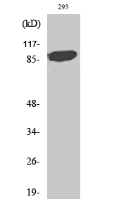 Stat5a Polyclonal Antibody