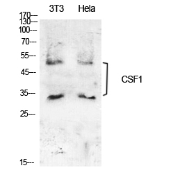 M-CSF Polyclonal Antibody