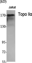 Topo IIα Polyclonal Antibody