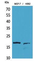 Histone H3 Polyclonal Antibody