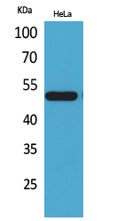 LXRα Polyclonal Antibody