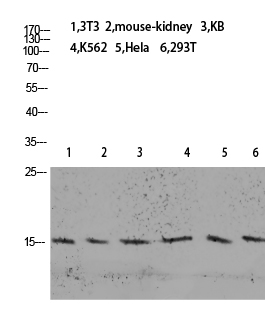 Histone H2B Polyclonal Antibody