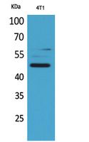 AACT Polyclonal Antibody