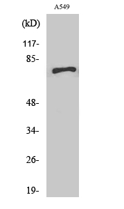 SCFD1 Polyclonal Antibody