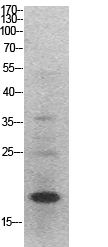 Histone H3 Polyclonal Antibody