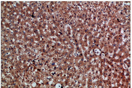 CDNF Polyclonal Antibody