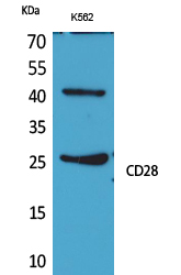 CD28 Polyclonal Antibody