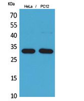 CD300f Polyclonal Antibody