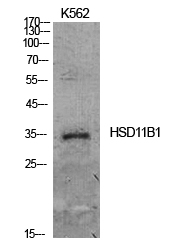 11β-HSD1 Polyclonal Antibody