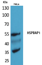 HSPBAP1 Polyclonal Antibody