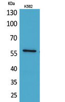 Angptl1 Polyclonal Antibody