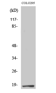 TCEAL1 Polyclonal Antibody