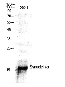 Synuclein-α Polyclonal Antibody