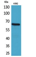 CD166 Polyclonal Antibody