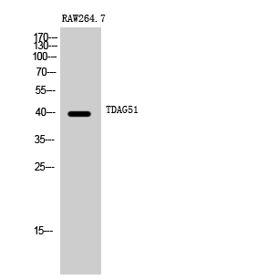 TDAG51 Polyclonal Antibody