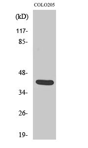 Vasohibin Polyclonal Antibody