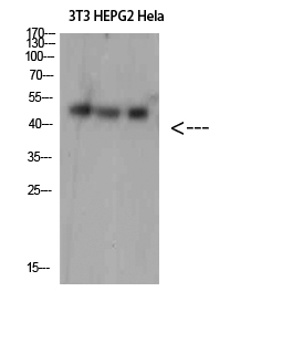 SPOP Polyclonal Antibody