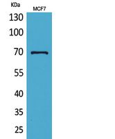 HSP70 Polyclonal Antibody