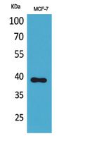 Nov Polyclonal Antibody