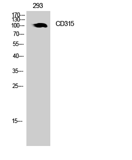 CD315 Polyclonal Antibody