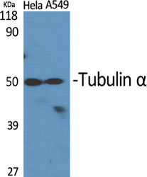 Tubulin α Polyclonal Antibody