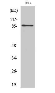 UTP14A Polyclonal Antibody