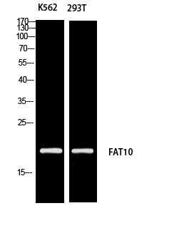 FAT10 Polyclonal Antibody