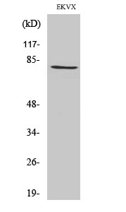 Tau Polyclonal Antibody