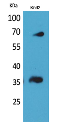 CD32-B/C Polyclonal Antibody